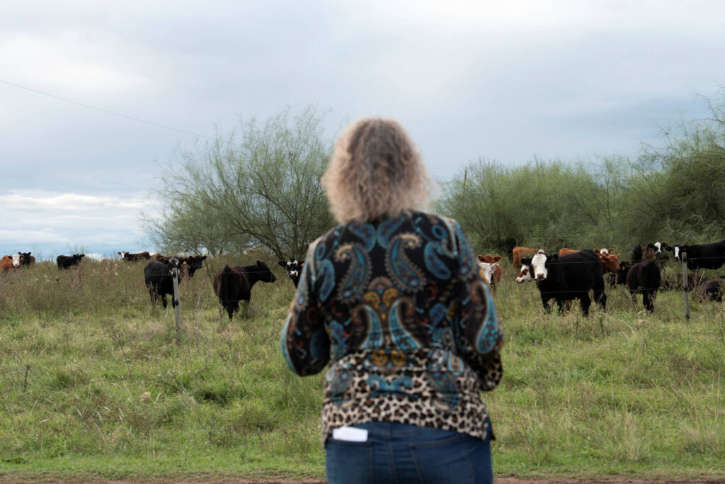 ‘Vacas fantasmas’ provocam escândalo financeiro no Uruguai – 18/05/2025 – Mercado